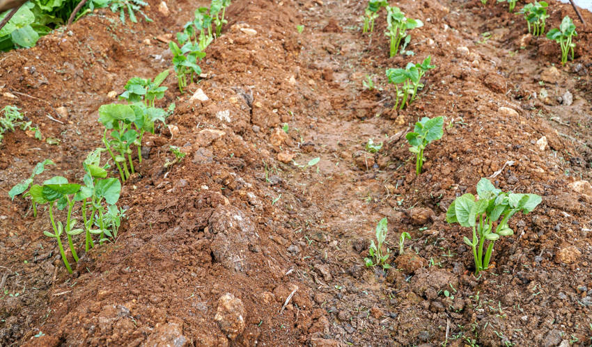 Seedlings in Garden